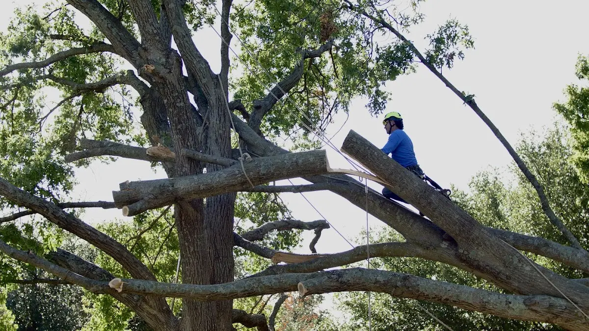 Professional Crown Thinning performed by certified arborists in Douglassville